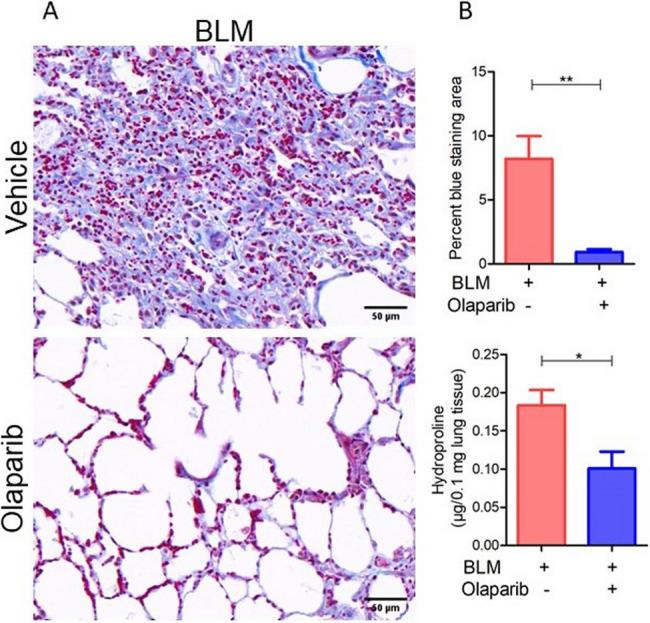 https://cdn.ncbi.nlm.nih.gov/pmc/blobs/76ec/12326844/3a3b446da758/12890_2025_3803_Fig5_HTML.jpg