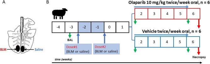 https://cdn.ncbi.nlm.nih.gov/pmc/blobs/76ec/12326844/d08de5e89d26/12890_2025_3803_Fig1_HTML.jpg