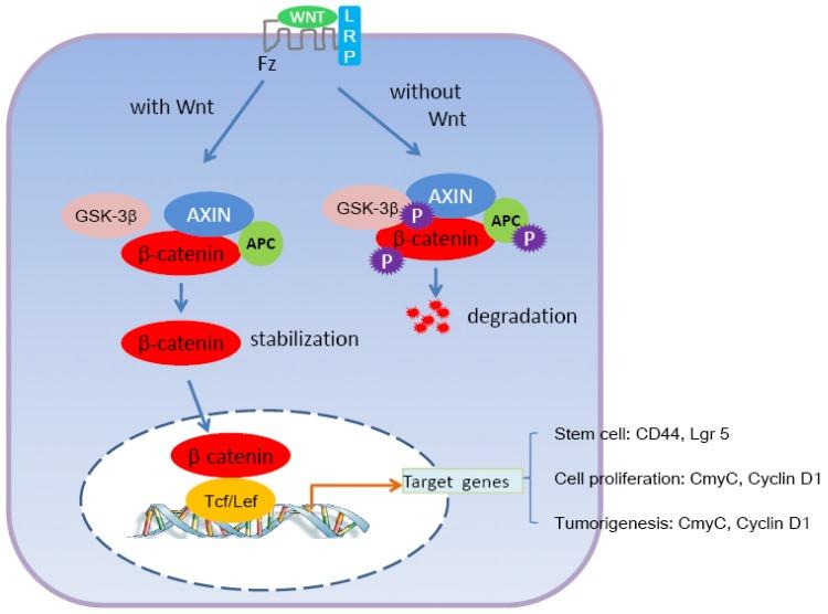 https://cdn.ncbi.nlm.nih.gov/pmc/blobs/76f3/3756362/b530f1f6e490/cancers-03-00285f2.jpg