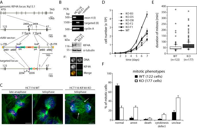 https://cdn.ncbi.nlm.nih.gov/pmc/blobs/76f4/3432768/e1492e373508/JCB_201110060R_Fig2.jpg