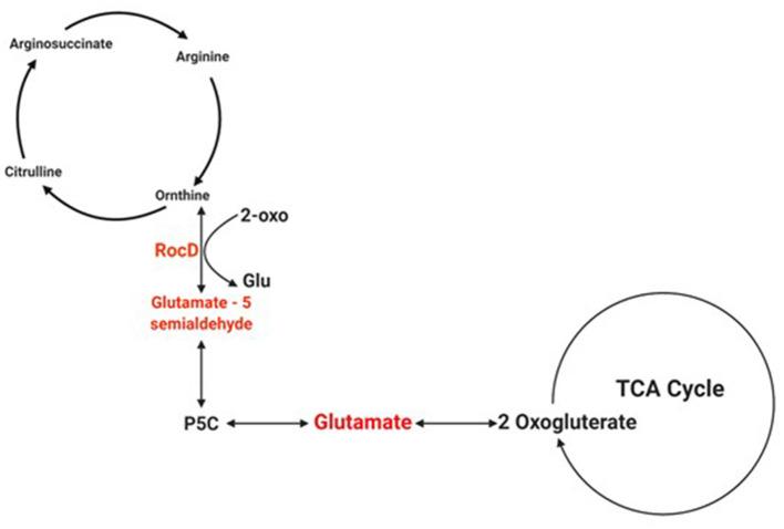 https://cdn.ncbi.nlm.nih.gov/pmc/blobs/76f5/7876462/f4b545eb52ed/fmicb-11-607002-g0004.jpg
