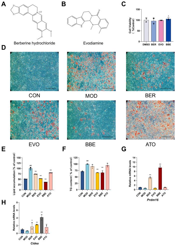 https://cdn.ncbi.nlm.nih.gov/pmc/blobs/76fa/12072149/20a408110cc3/ijms-26-04170-g003.jpg