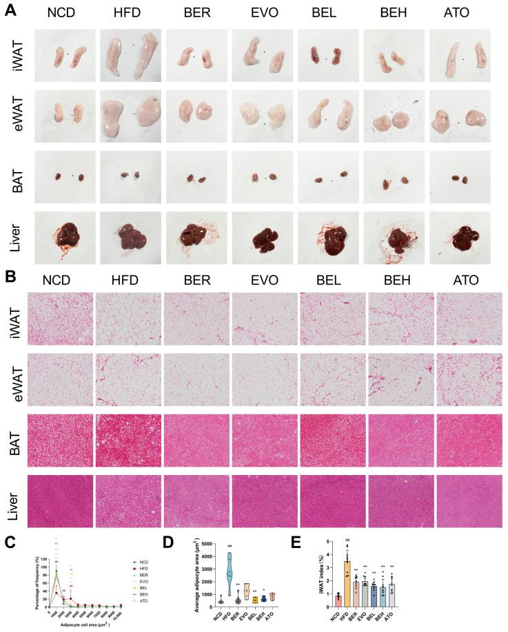 https://cdn.ncbi.nlm.nih.gov/pmc/blobs/76fa/12072149/8a9a511880c8/ijms-26-04170-g007.jpg