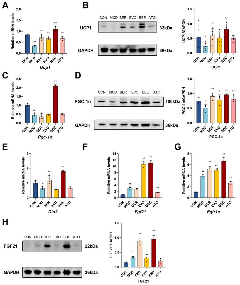 https://cdn.ncbi.nlm.nih.gov/pmc/blobs/76fa/12072149/99fcad70ae53/ijms-26-04170-g004.jpg