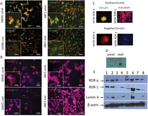 https://cdn.ncbi.nlm.nih.gov/pmc/blobs/76fa/5325362/6b50b1a99637/oncotarget-07-63261-g005.jpg
