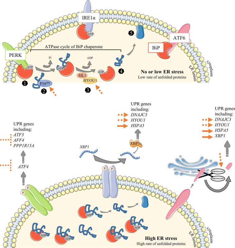 https://cdn.ncbi.nlm.nih.gov/pmc/blobs/76fa/8117215/505f0728a5bd/fimmu-12-671998-g005.jpg