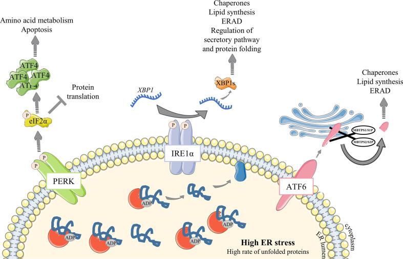 https://cdn.ncbi.nlm.nih.gov/pmc/blobs/76fa/8117215/e3f1931a6a6a/fimmu-12-671998-g002.jpg