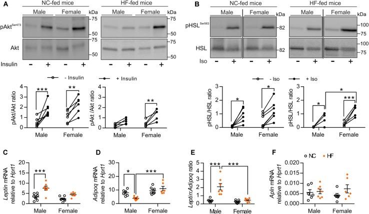 https://cdn.ncbi.nlm.nih.gov/pmc/blobs/76fd/6206240/21a69cd1ec76/fphys-09-01452-g004.jpg