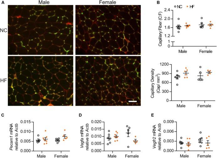 https://cdn.ncbi.nlm.nih.gov/pmc/blobs/76fd/6206240/25af5f9a92d2/fphys-09-01452-g003.jpg