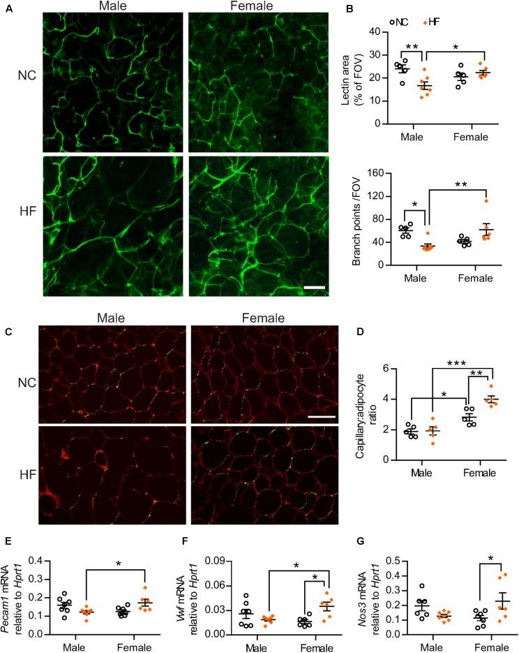 https://cdn.ncbi.nlm.nih.gov/pmc/blobs/76fd/6206240/74a32cfe52cb/fphys-09-01452-g006.jpg