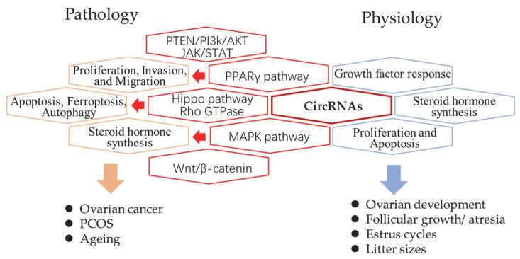 https://cdn.ncbi.nlm.nih.gov/pmc/blobs/76ff/9737273/aa5d5d759895/ijms-23-15204-g001.jpg