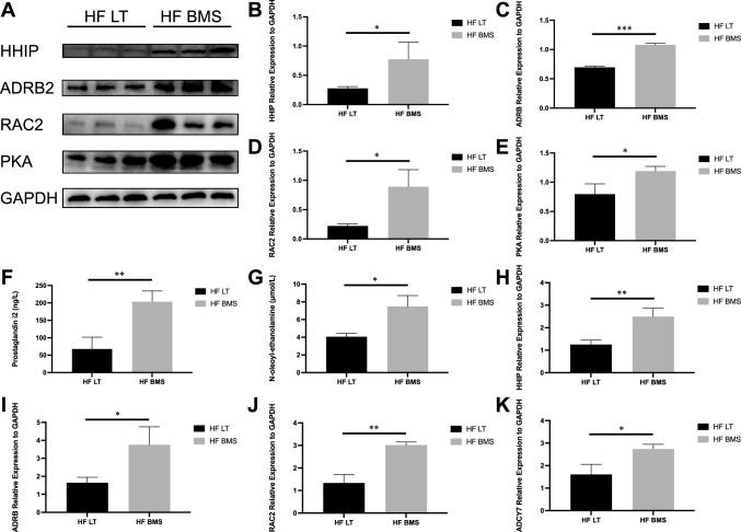https://cdn.ncbi.nlm.nih.gov/pmc/blobs/7701/11072474/b79d990685e8/18_2023_5110_Fig8_HTML.jpg