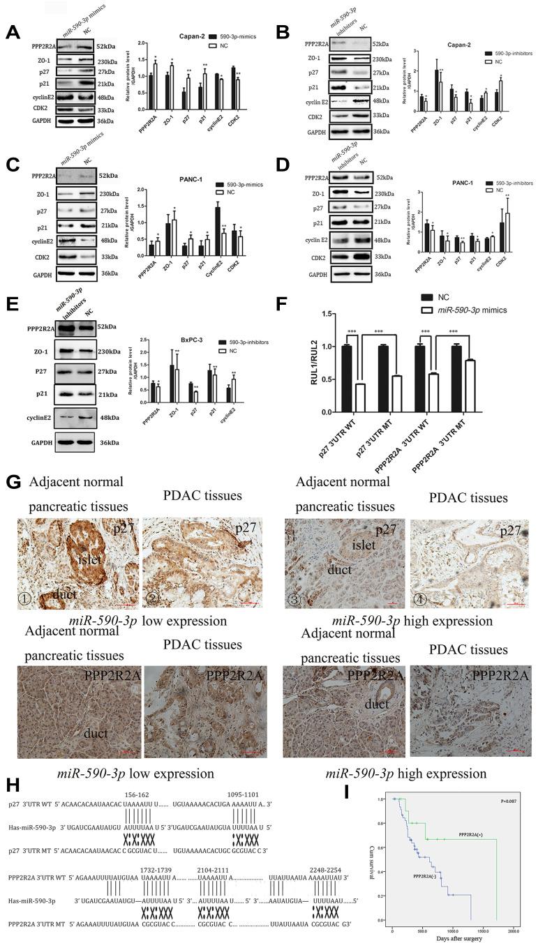 https://cdn.ncbi.nlm.nih.gov/pmc/blobs/7701/7605676/11c3683e9f53/OTT-13-11045-g0005.jpg