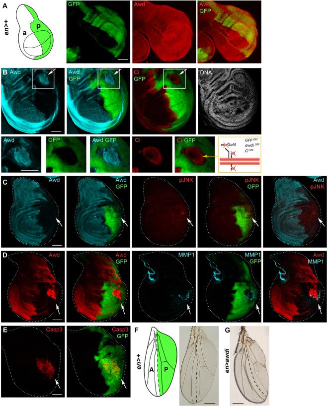 https://cdn.ncbi.nlm.nih.gov/pmc/blobs/7702/5714947/ee357d26b121/41598_2017_17217_Fig1_HTML.jpg