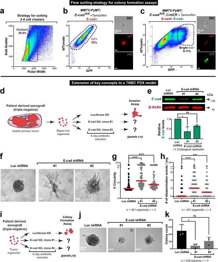 https://cdn.ncbi.nlm.nih.gov/pmc/blobs/7703/7365572/6d32036d6ede/nihms-1536825-f0011.jpg