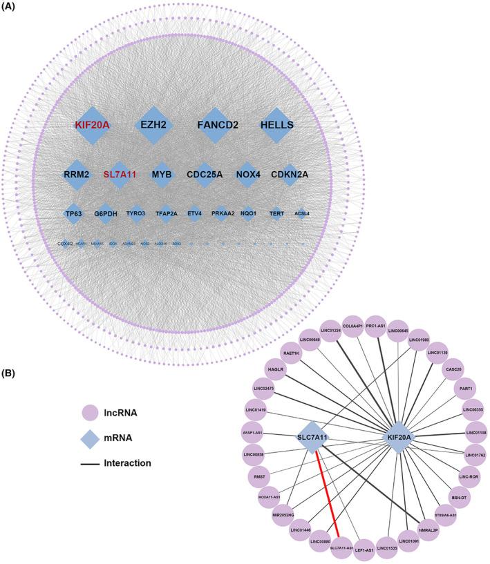https://cdn.ncbi.nlm.nih.gov/pmc/blobs/7704/11234646/38651b1d82d0/JCMM-28-e18496-g001.jpg