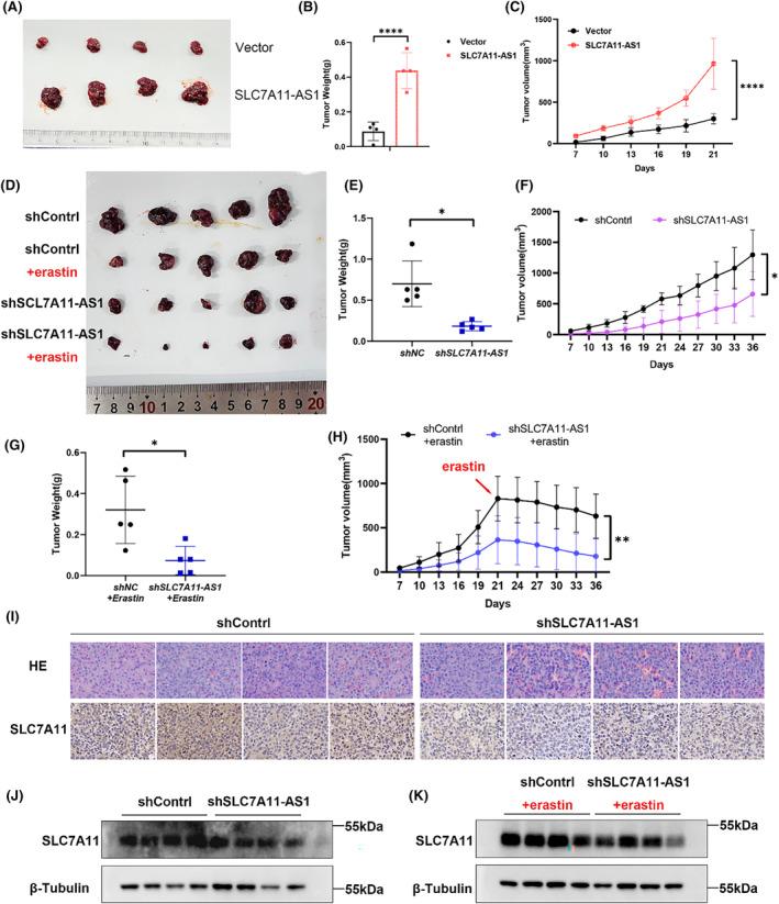 https://cdn.ncbi.nlm.nih.gov/pmc/blobs/7704/11234646/686e3be70cbf/JCMM-28-e18496-g003.jpg