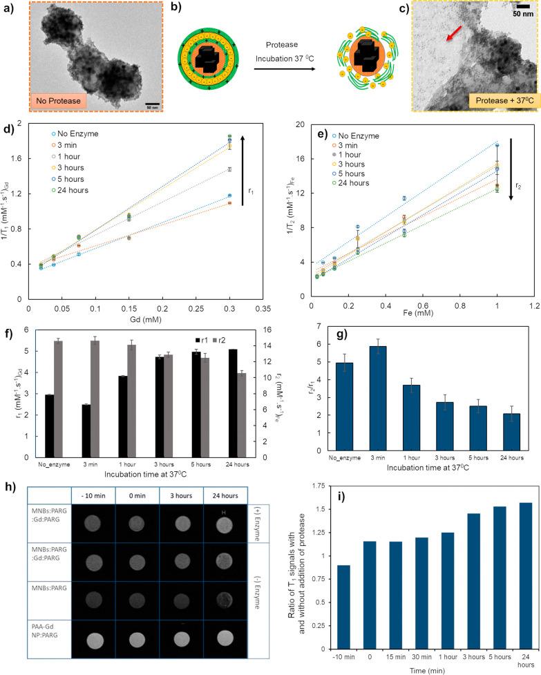 https://cdn.ncbi.nlm.nih.gov/pmc/blobs/7706/10875642/c19e5fa5ffa6/am3c13914_0005.jpg