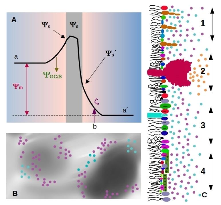 https://cdn.ncbi.nlm.nih.gov/pmc/blobs/7707/8306103/2a8b00347207/membranes-11-00478-g001.jpg