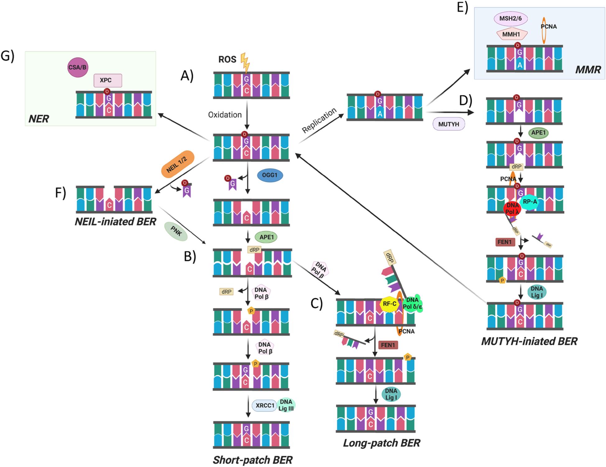 https://cdn.ncbi.nlm.nih.gov/pmc/blobs/770a/7926032/1c78794fbe20/nihms-1669495-f0005.jpg