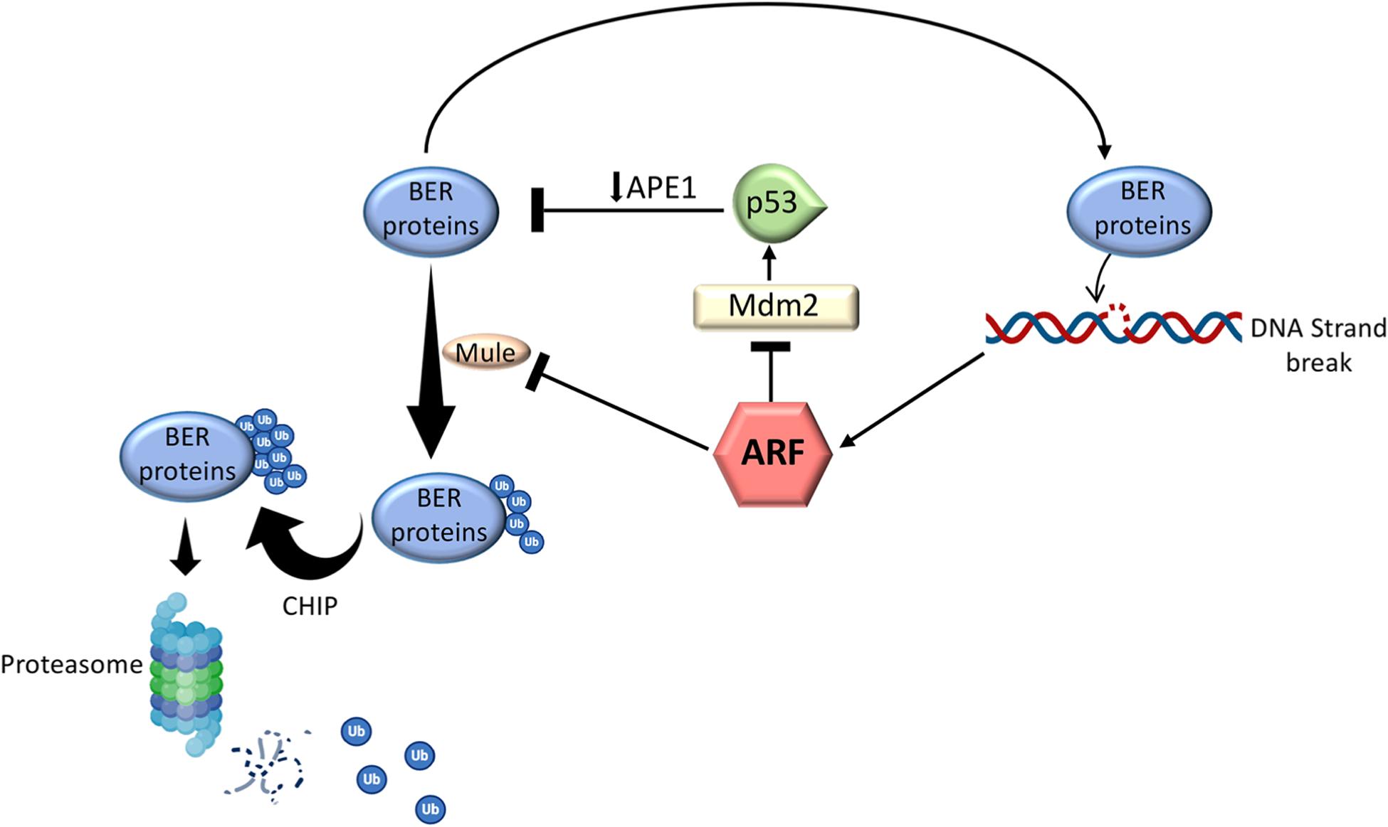 https://cdn.ncbi.nlm.nih.gov/pmc/blobs/770a/7926032/cb29811d5520/nihms-1669495-f0008.jpg