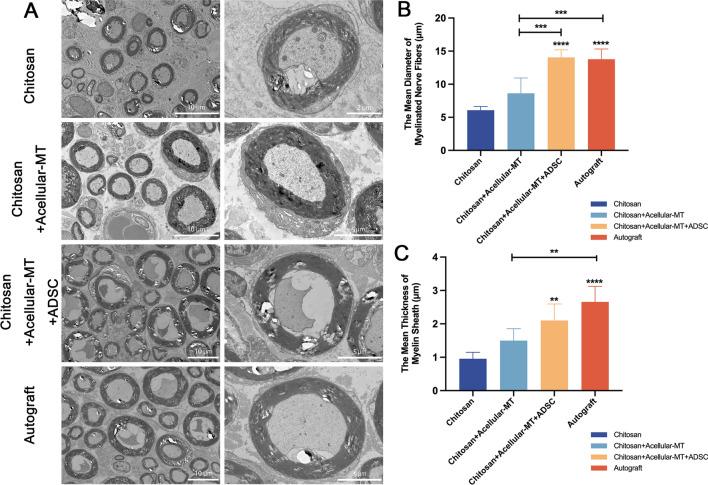 https://cdn.ncbi.nlm.nih.gov/pmc/blobs/770b/11687163/1c86e3f73f1c/13287_2024_4093_Fig5_HTML.jpg