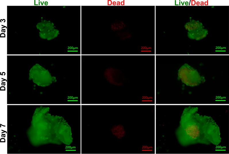 https://cdn.ncbi.nlm.nih.gov/pmc/blobs/770b/11687163/490ae48674f3/13287_2024_4093_Fig3_HTML.jpg