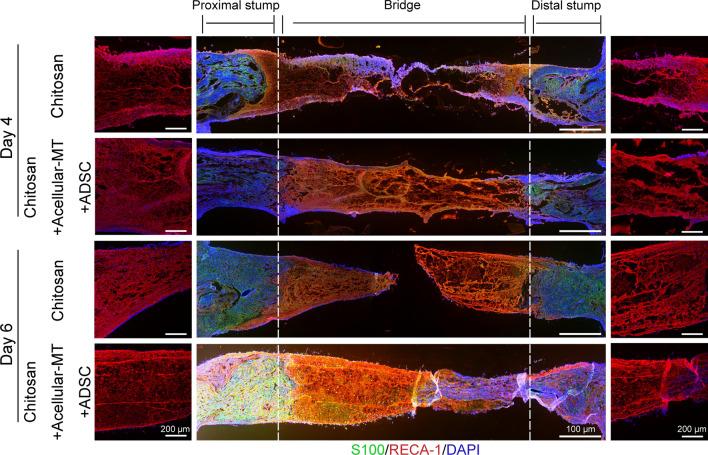 https://cdn.ncbi.nlm.nih.gov/pmc/blobs/770b/11687163/5aaa4d971db2/13287_2024_4093_Fig7_HTML.jpg