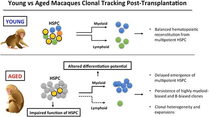 https://cdn.ncbi.nlm.nih.gov/pmc/blobs/770b/5855019/b5284f26e03d/blood802033absf1.jpg