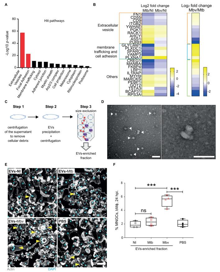 https://cdn.ncbi.nlm.nih.gov/pmc/blobs/770b/7993774/50f3c89245b0/ppat.1009410.g004.jpg