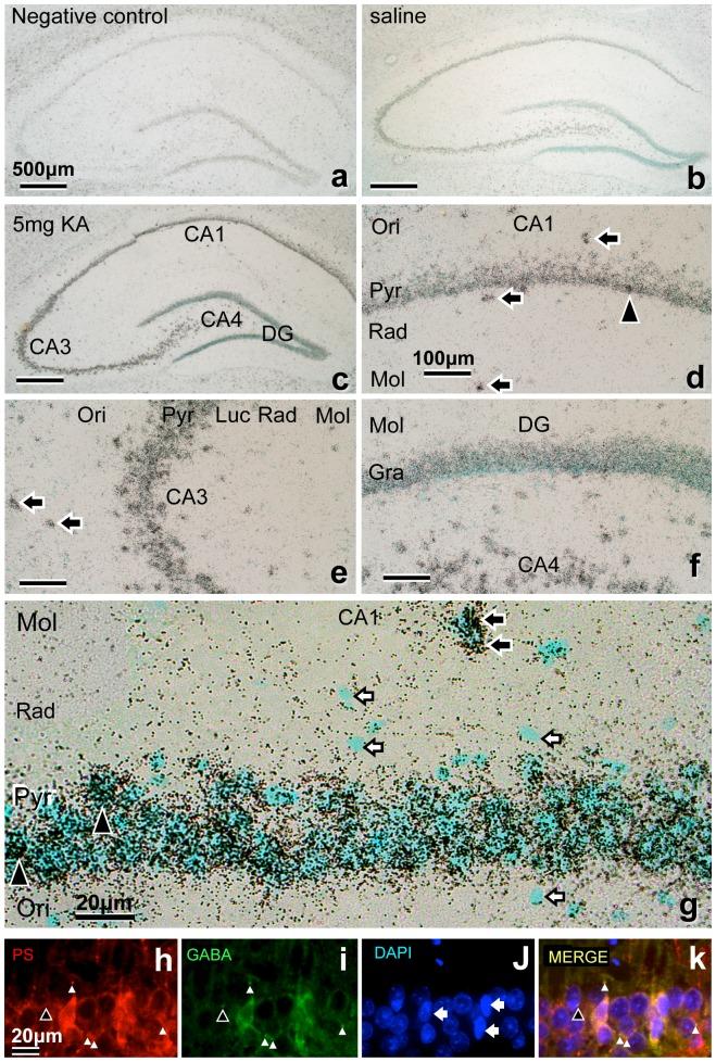 https://cdn.ncbi.nlm.nih.gov/pmc/blobs/770c/4251898/9b4ca63301ff/pone.0110534.g004.jpg