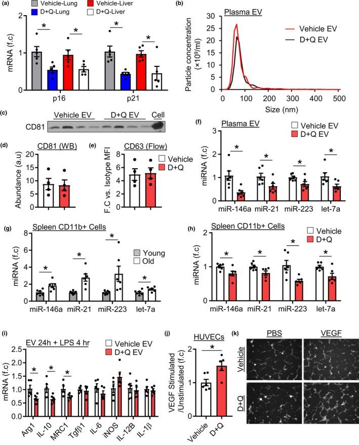 https://cdn.ncbi.nlm.nih.gov/pmc/blobs/770d/7059145/0ae5a1a96fc2/ACEL-19-e13103-g006.jpg