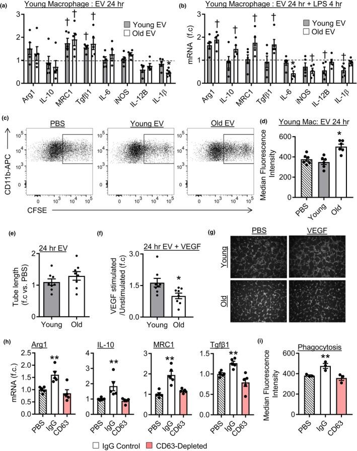 https://cdn.ncbi.nlm.nih.gov/pmc/blobs/770d/7059145/28c17619db3d/ACEL-19-e13103-g002.jpg