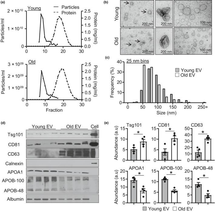 https://cdn.ncbi.nlm.nih.gov/pmc/blobs/770d/7059145/d286bcc8263f/ACEL-19-e13103-g001.jpg