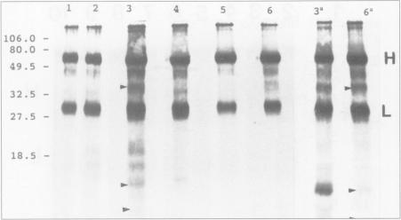 https://cdn.ncbi.nlm.nih.gov/pmc/blobs/7710/1263818/bbf42c106076/cjvetres00022-0052-a.jpg
