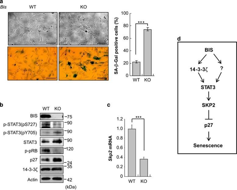 https://cdn.ncbi.nlm.nih.gov/pmc/blobs/7711/4260756/3dcc51e1a45f/cddis2014501f8.jpg