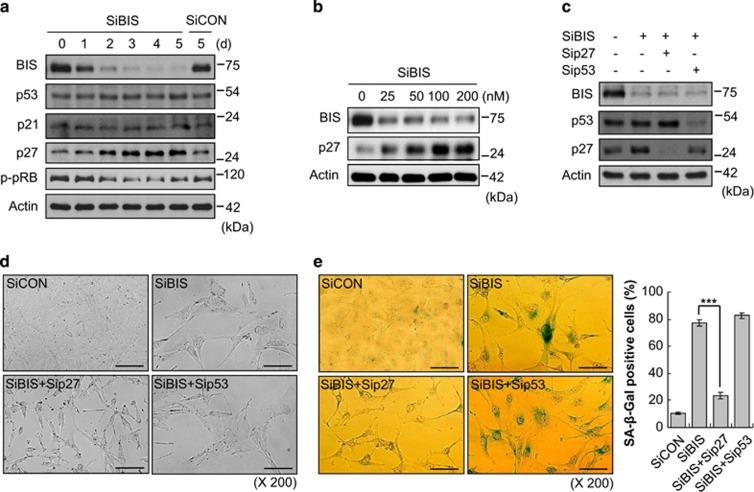https://cdn.ncbi.nlm.nih.gov/pmc/blobs/7711/4260756/b0b788b13ddc/cddis2014501f2.jpg