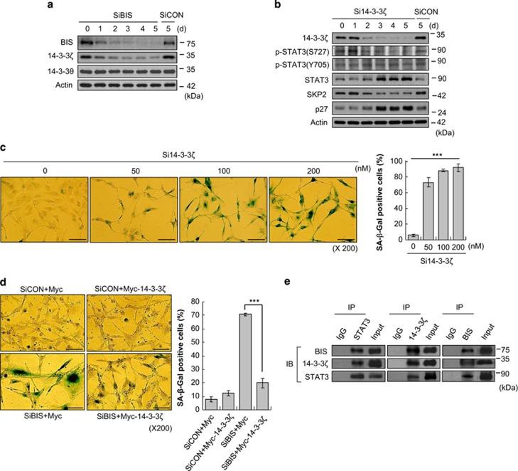 https://cdn.ncbi.nlm.nih.gov/pmc/blobs/7711/4260756/baf98470332c/cddis2014501f5.jpg