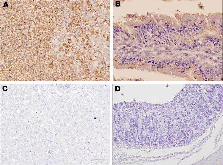 https://cdn.ncbi.nlm.nih.gov/pmc/blobs/7712/3557890/9df7cf2d21b7/12-0341-F2.jpg