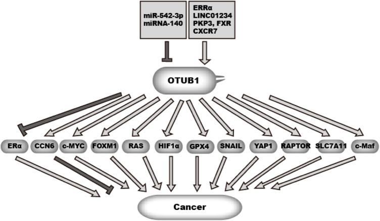 https://cdn.ncbi.nlm.nih.gov/pmc/blobs/7713/10803509/0c0ec97df758/fmolb-10-1261273-g004.jpg