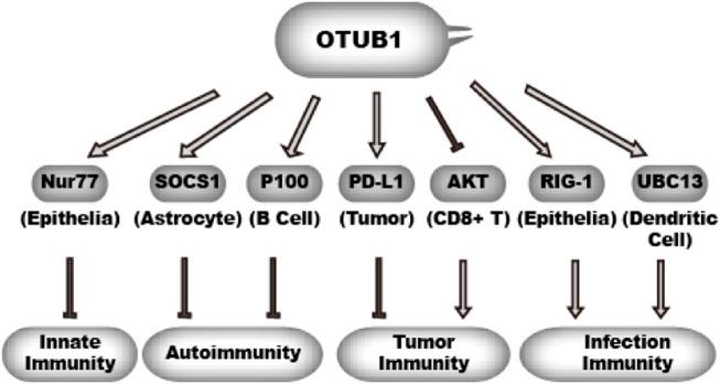 https://cdn.ncbi.nlm.nih.gov/pmc/blobs/7713/10803509/47151f0eb886/fmolb-10-1261273-g006.jpg
