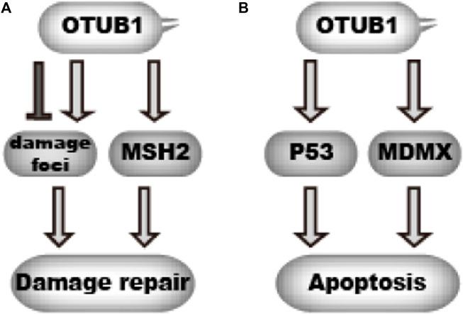 https://cdn.ncbi.nlm.nih.gov/pmc/blobs/7713/10803509/e5ef07c7572a/fmolb-10-1261273-g005.jpg