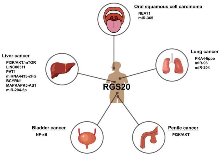 https://cdn.ncbi.nlm.nih.gov/pmc/blobs/7713/11373255/fcd7976502fc/12935_2024_3487_Fig3_HTML.jpg