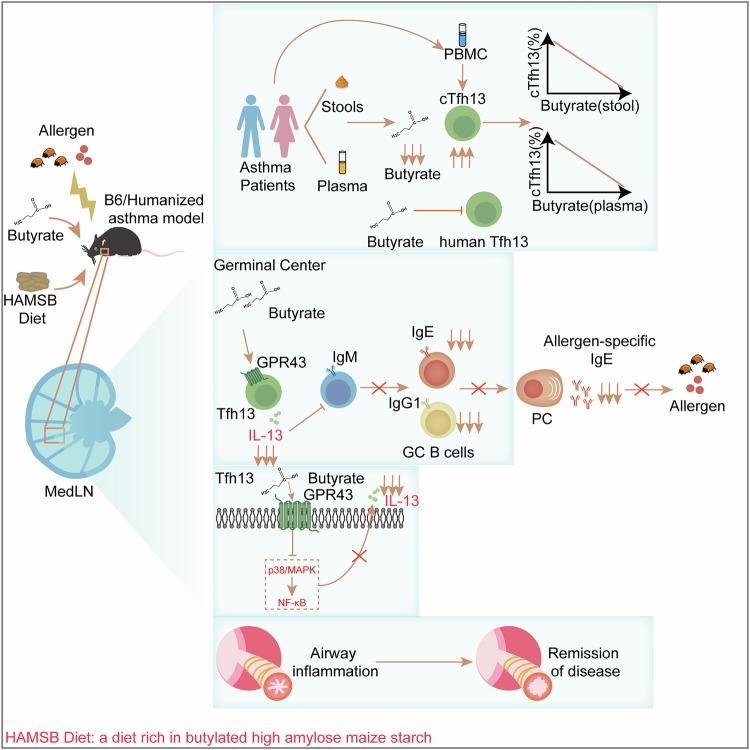 https://cdn.ncbi.nlm.nih.gov/pmc/blobs/7714/12141656/4983c50e817a/41392_2025_2263_Fig7_HTML.jpg