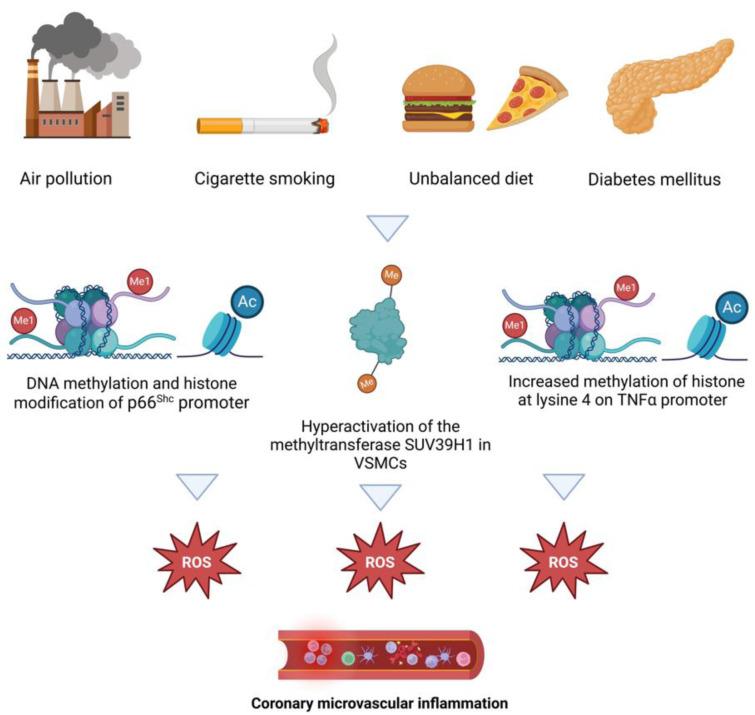 https://cdn.ncbi.nlm.nih.gov/pmc/blobs/7716/12078779/700d19ff1587/EXCLI-24-454-g-003.jpg