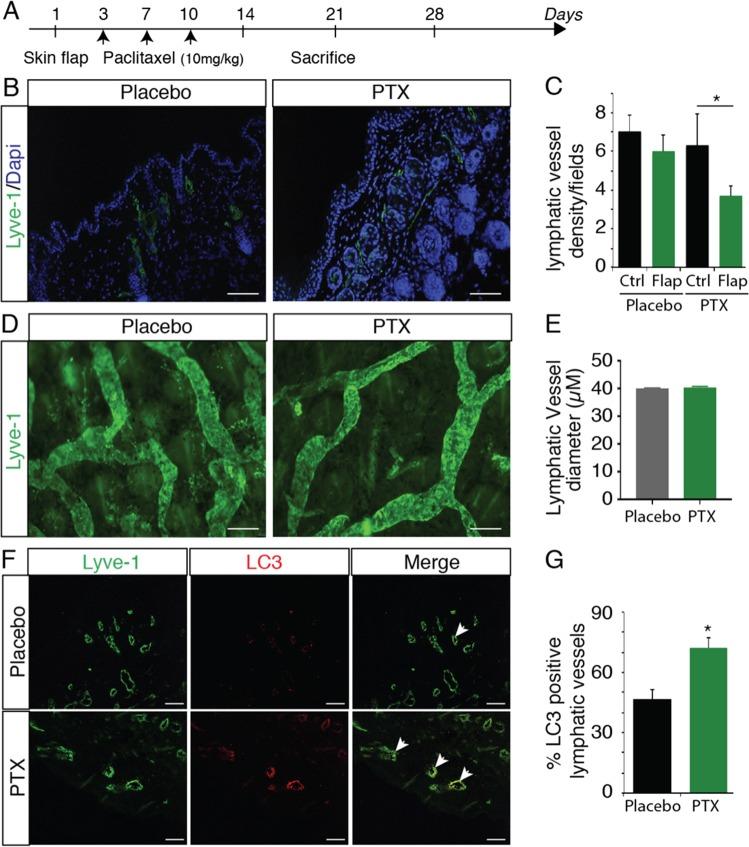 https://cdn.ncbi.nlm.nih.gov/pmc/blobs/7716/6925245/0e3055707cf6/41419_2019_2181_Fig1_HTML.jpg