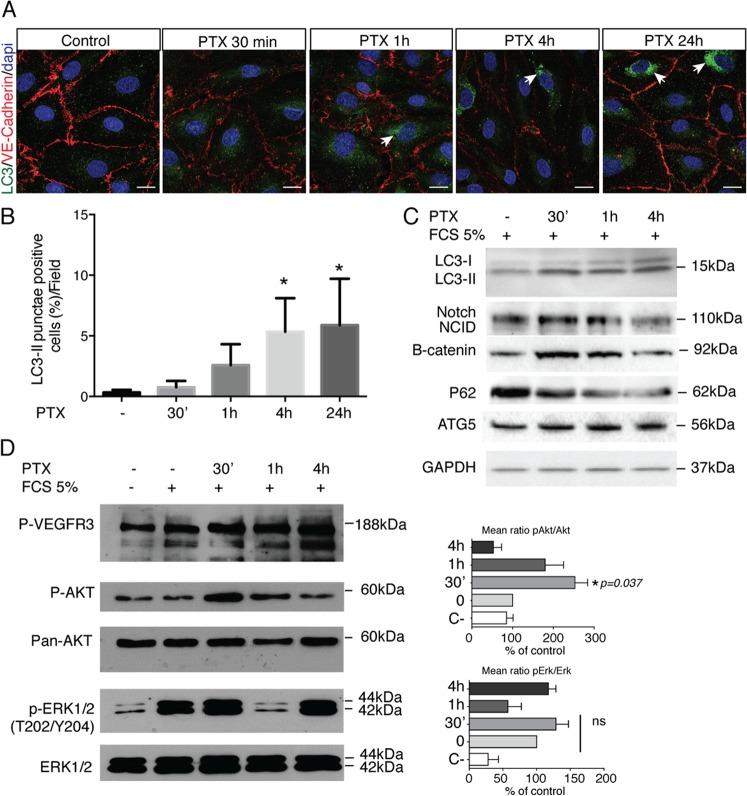 https://cdn.ncbi.nlm.nih.gov/pmc/blobs/7716/6925245/ab8c407fd4c3/41419_2019_2181_Fig3_HTML.jpg