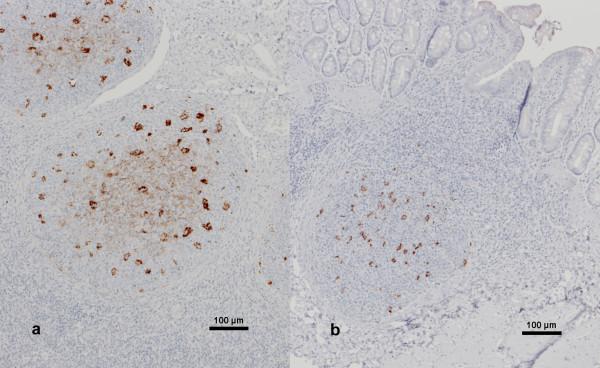 https://cdn.ncbi.nlm.nih.gov/pmc/blobs/7718/2374774/ae3a8962c087/1746-6148-4-14-2.jpg
