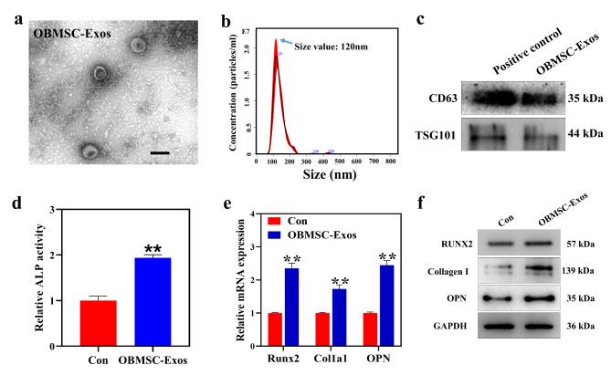 https://cdn.ncbi.nlm.nih.gov/pmc/blobs/7718/9555002/a60565d83786/12951_2022_1646_Fig5_HTML.jpg