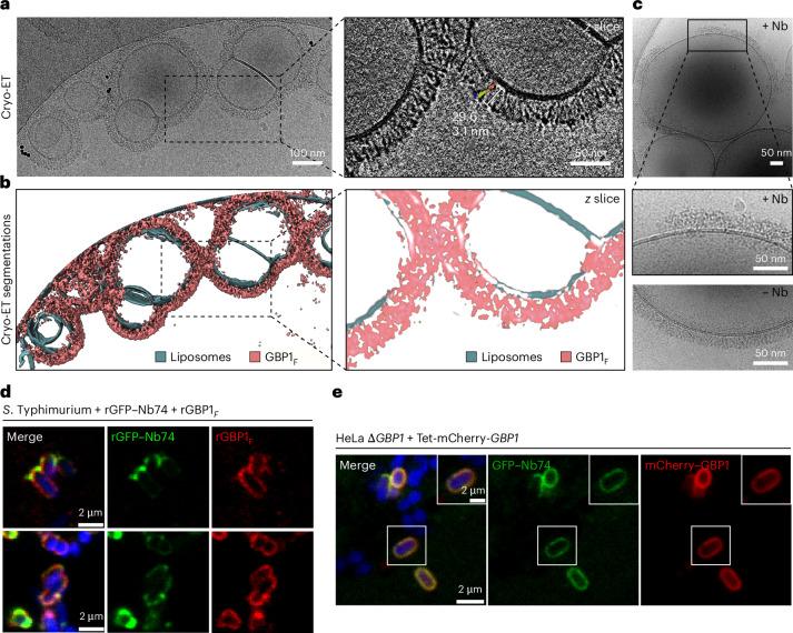 https://cdn.ncbi.nlm.nih.gov/pmc/blobs/771e/11746146/1199f414f9cf/41594_2024_1400_Fig5_HTML.jpg
